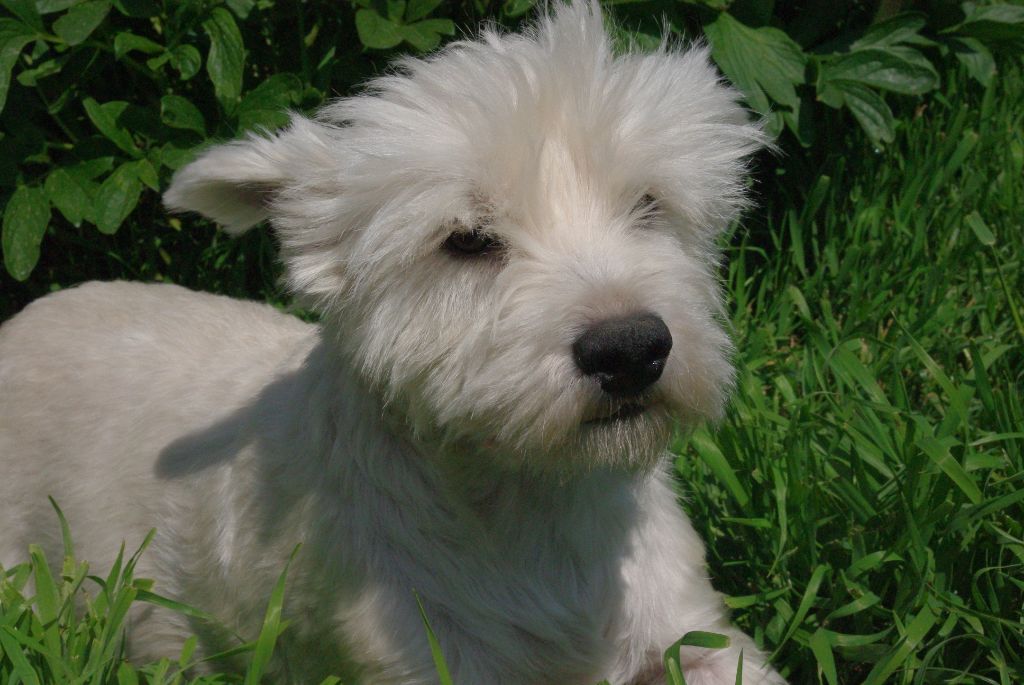 Les West Highland White Terrier de l'affixe   Martine Delepouve