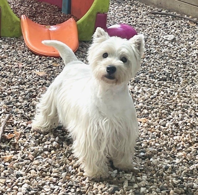 Les West Highland White Terrier de l'affixe   Du Coeur Des Terres