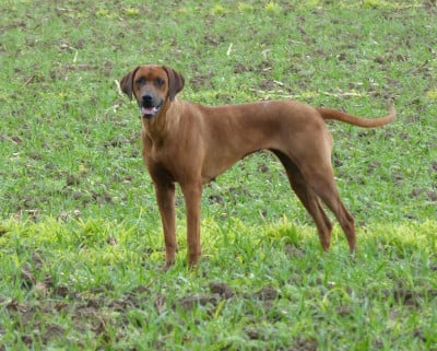 https://chiens-de-france.com/photo/chiens/2024_09/tn200/TN200_202512311322356955158b59d8e.jpg