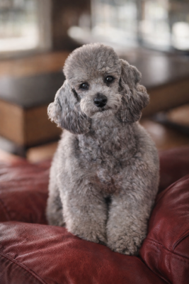 https://chiens-de-france.com/photo/chiens/2024_09/tn200/TN200_2026040319275769cff89d8c9d3.png