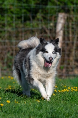 https://chiens-de-france.com/photo/chiens/2024_09/tn200/TN200_2026043018061869f37dfa3fd29.jpg