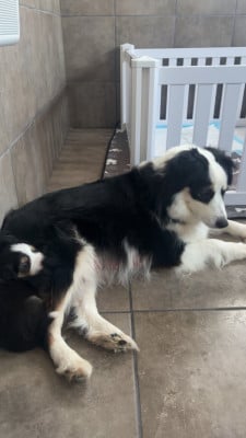 https://chiens-de-france.com/photo/chiens/2024_09/tn200/TN200_202605142206496a062b594392f.jpg