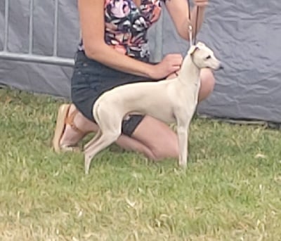 Ugo boss du domaine de Chanteloup