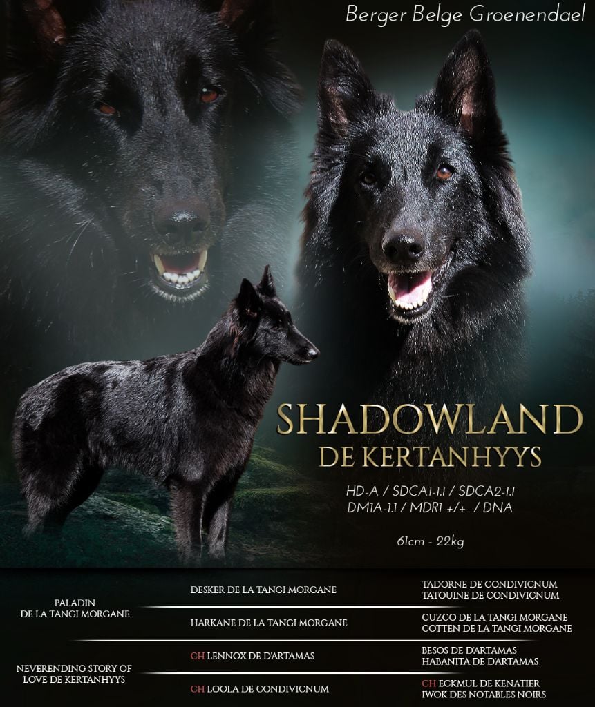 Shadowland de Kertanhyys