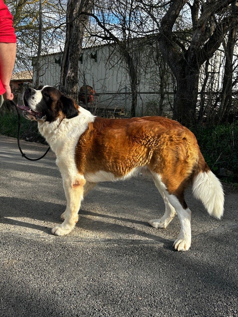 Les Chien du Saint-Bernard de l'affixe   De La Fount D'Argent