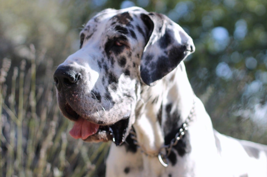 general.Les Dogue allemand general.delaffixe  Des Perles Géantes