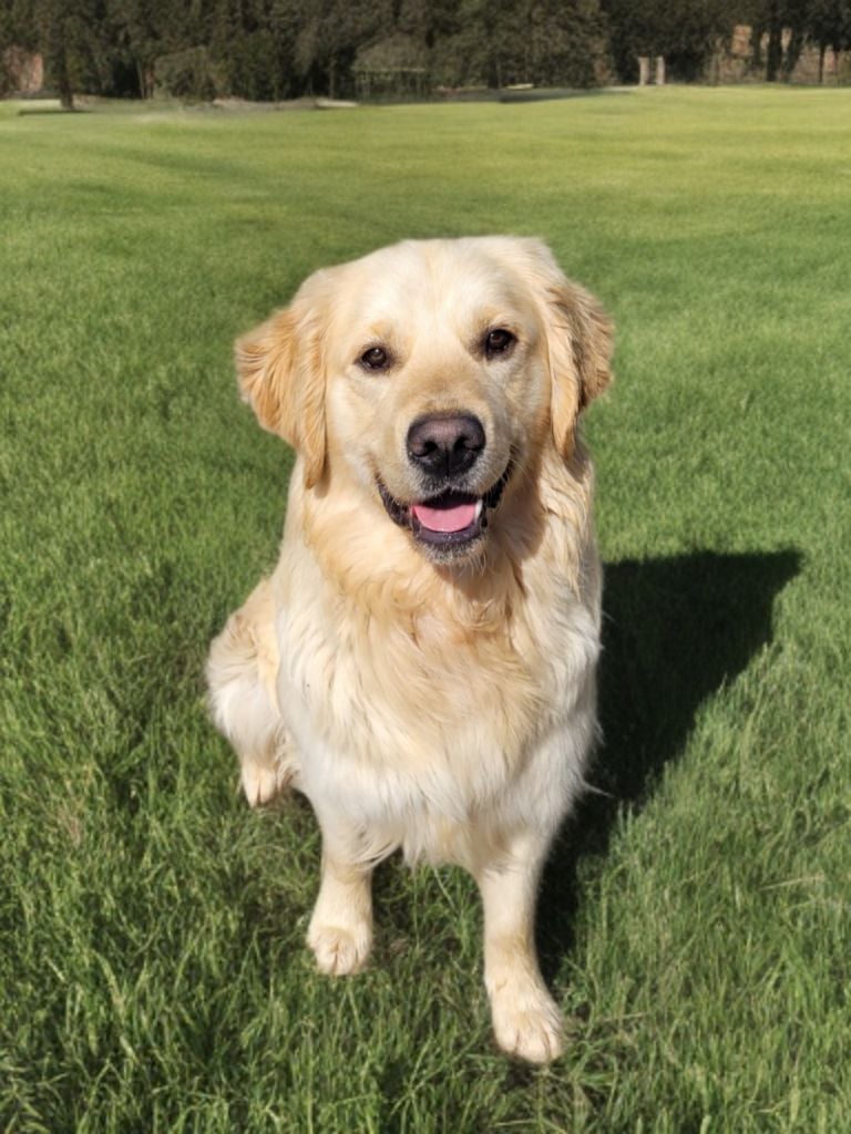 Les Golden Retriever de l'affixe   Des Plumes D'Orphée