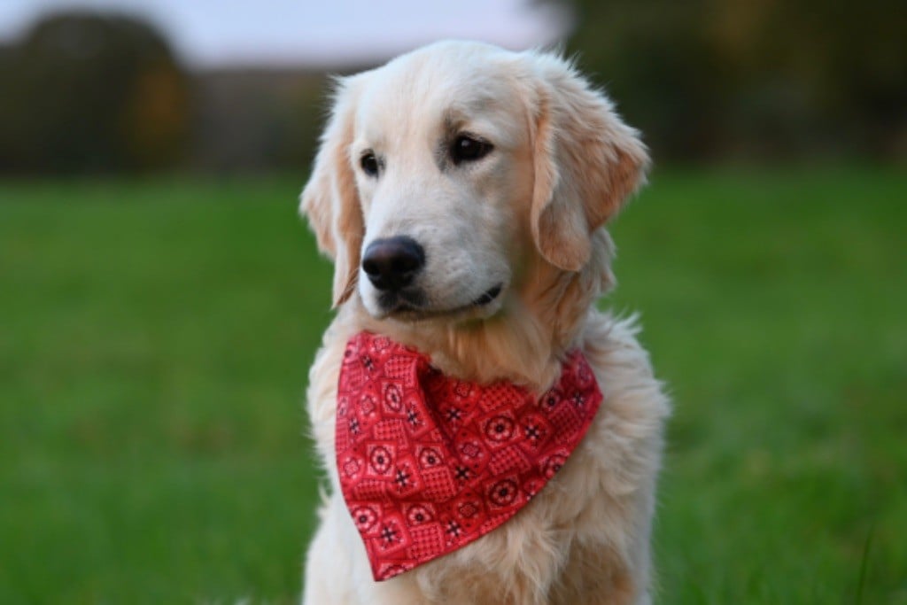 Les Golden Retriever de l'affixe   De La Vallée Du Petit Pré