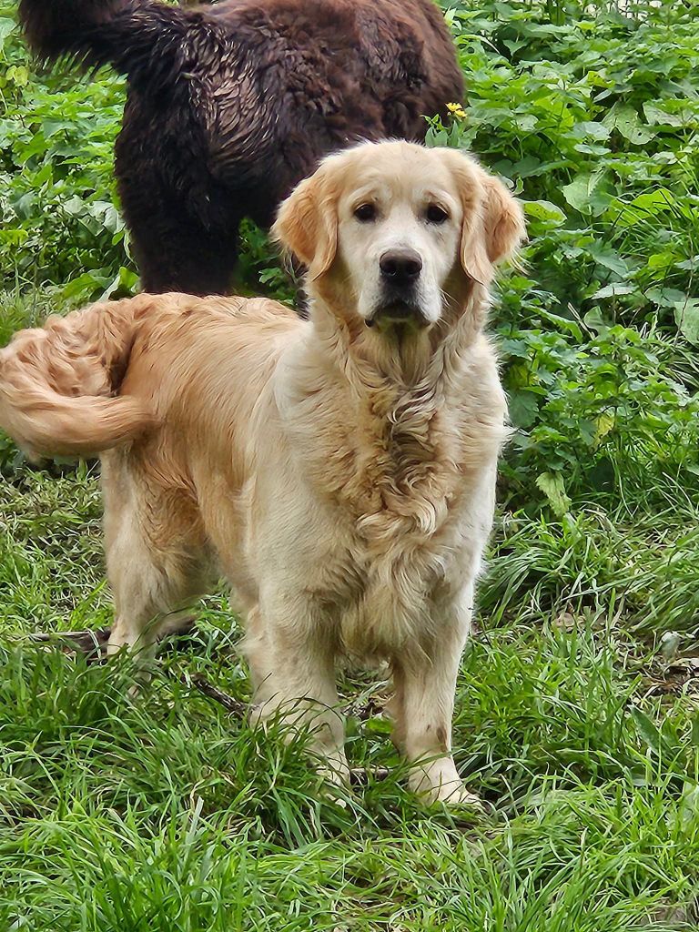 Les Golden Retriever de l'affixe   Breizh Hillig