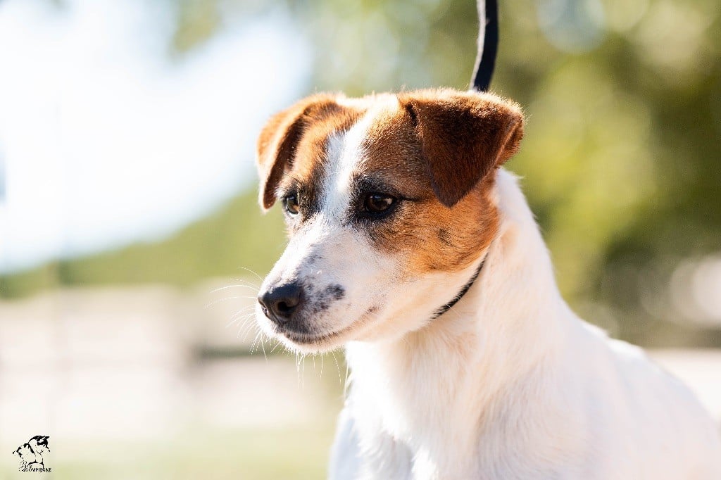 Les Jack Russell Terrier de l'affixe   du Bois de Compiègne