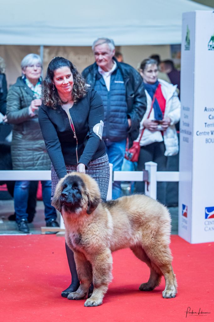 Upendi Des Gardiens Des Lions