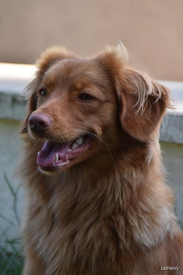 Les Retriever de la Nouvelle-Ecosse de l'affixe   de L' Australia's Tribu