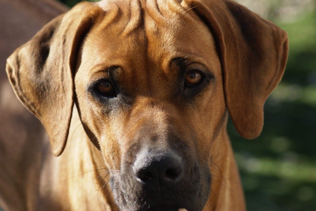 general.Les Rhodesian Ridgeback general.delaffixe  du Parc De Courtefontaine