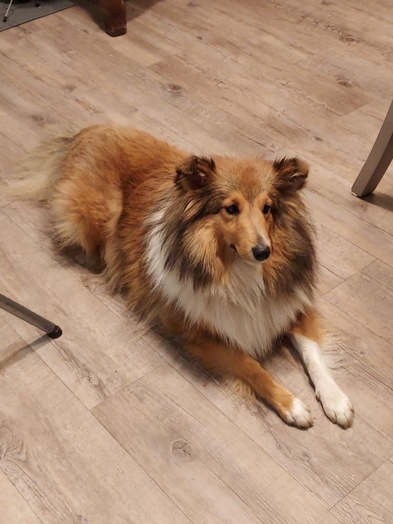 Les Shetland Sheepdog de l'affixe   Audrey Giraud