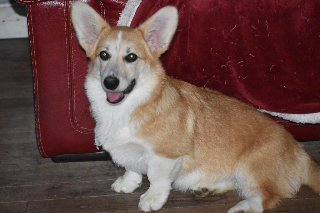 Les Welsh Corgi Pembroke de l'affixe   Audrey  Guillot 