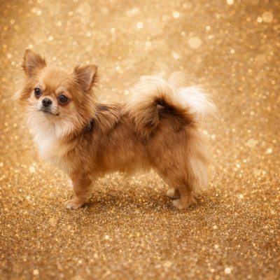 https://chiens-de-france.com/photo/chiens/2024_10/tn200/TN200_202601250018576975536113427.png