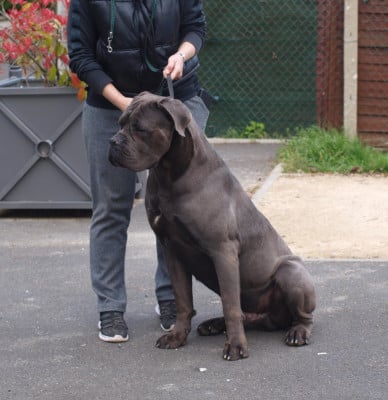 perla del parma Prestige