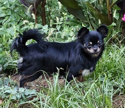 https://chiens-de-france.com/photo/chiens/2024_10/tn200/TN200_202606181416216a33e1950b0ea.jpg