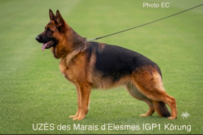 https://chiens-de-france.com/photo/chiens/2024_10/tn200/TN200_202607161818236a59044fa63f0.png