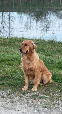 https://chiens-de-france.com/photo/chiens/2024_10/tn200/TN200_202607291748066a6a20b6ec54d.png
