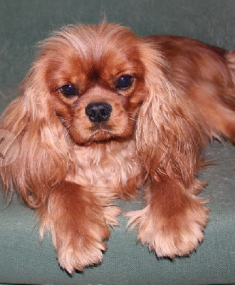 Taho du Clos de l'Arp?ge