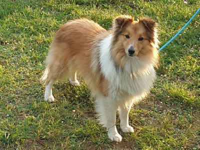 Chiot Shetland Sheepdog - CHIOT 4 de la Rose de Sable