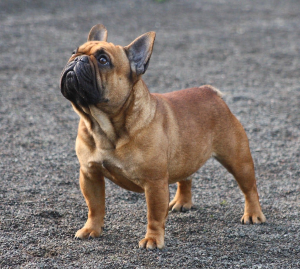 Les Bouledogue français de l'affixe   des bulls des hautes falaises