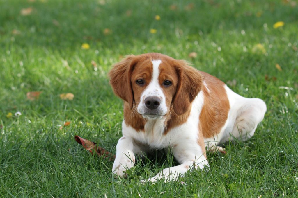 Mon chien du Canal de Lunel