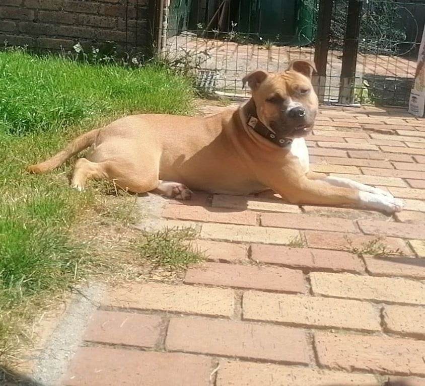 Les American Staffordshire Terrier de l'affixe   of Shorty Memory