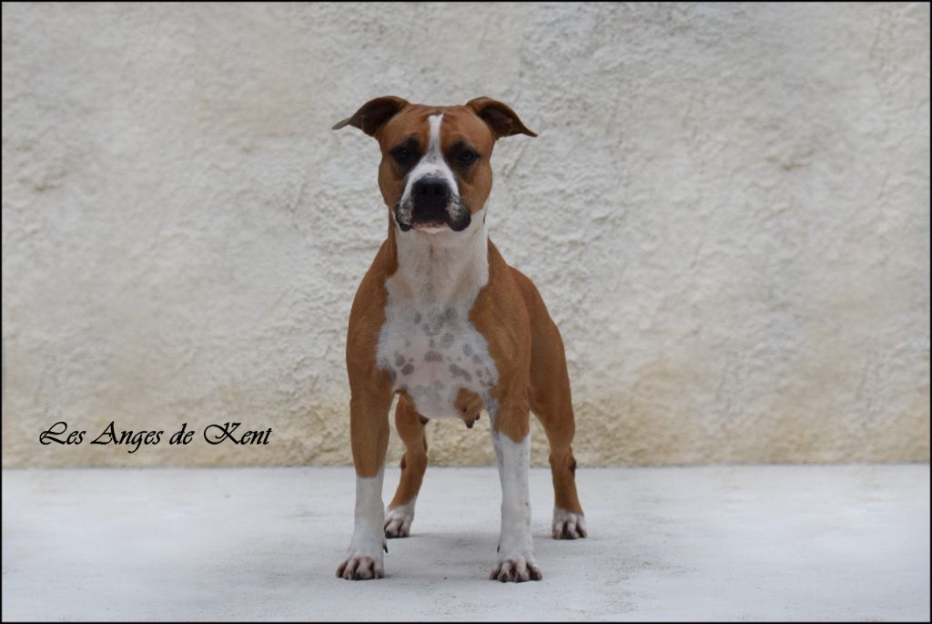 Chiots Venir Des Anges De Kent American Staffordshire Terrier