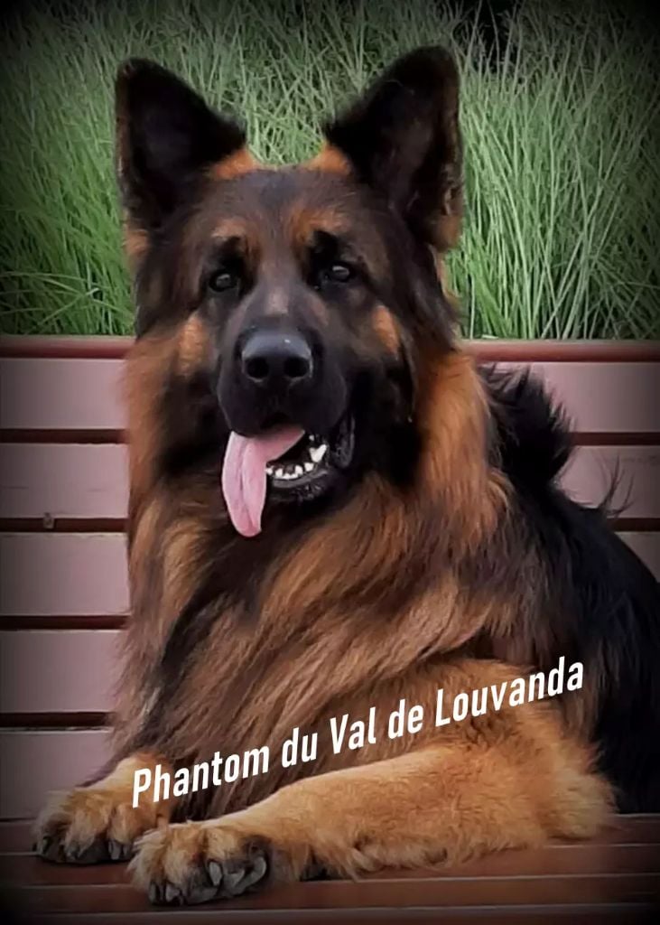 CH. Phantom Du Val De Louvanda