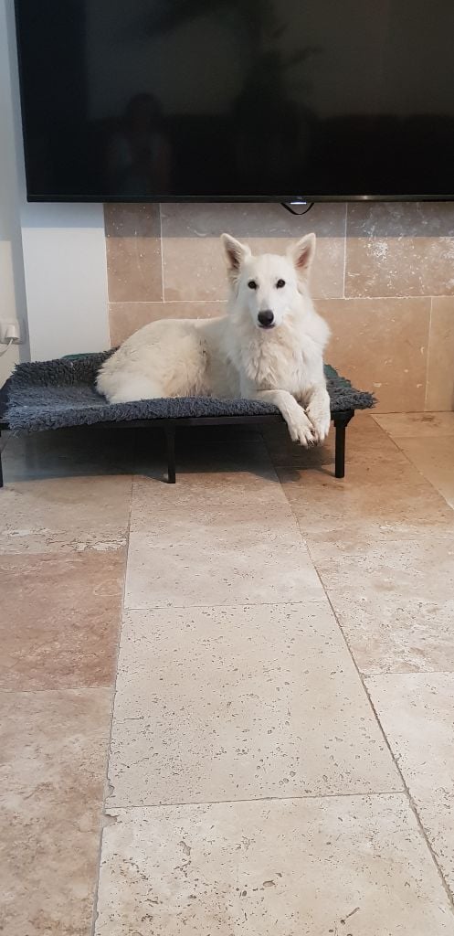 Les Berger Blanc Suisse de l'affixe   Du Royaume De Plume