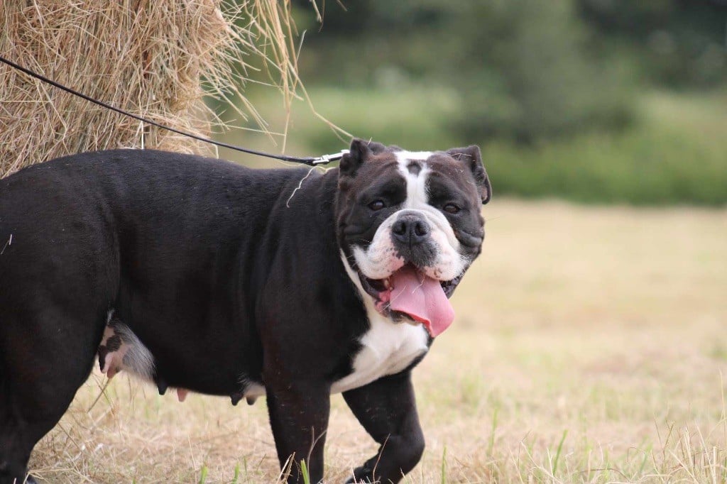 Les Bulldog continental de l'affixe   De La Légende De Gafy