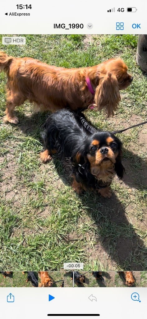 Les Cavalier King Charles Spaniel de l'affixe   Du Domaine Des Merveilles Des Bebouilles