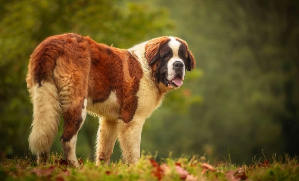 Les Chien du Saint-Bernard de l'affixe   Des Bauges De La Vallière