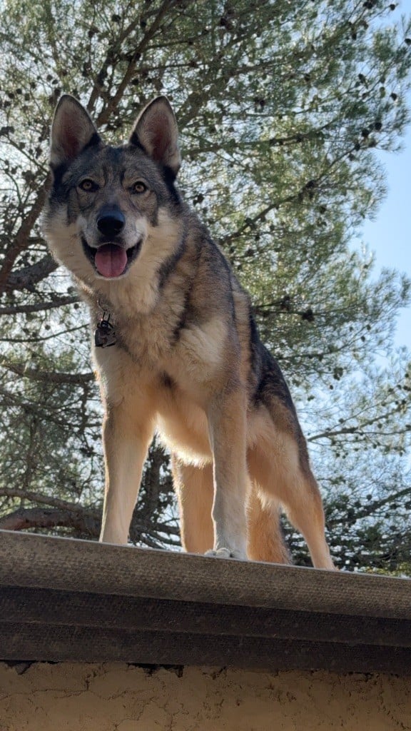 Les Chien-loup tchecoslovaque de l'affixe   Des Loups Du Luberon