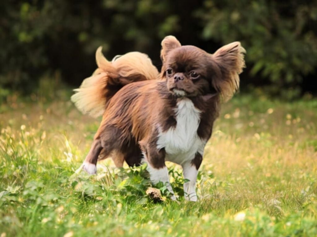 Les Chihuahua de l'affixe   De L'écrin Des Précieuses