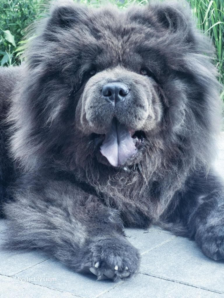 Les Chow Chow de l'affixe   du Val de Pyrène