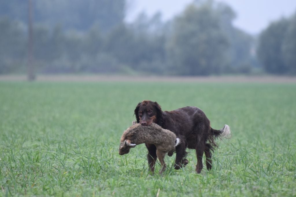 Les Epagneul picard de l'affixe   Des Lauriers De Barberousse