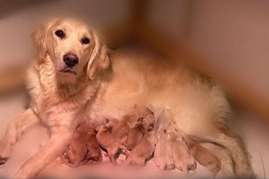 Les Golden Retriever de l'affixe   Du Domaine Des Belles Aubois