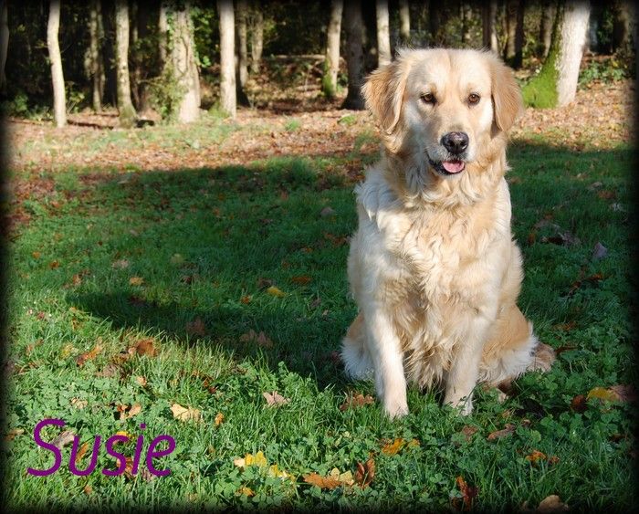 Les Golden Retriever de l'affixe   Adrien Damas