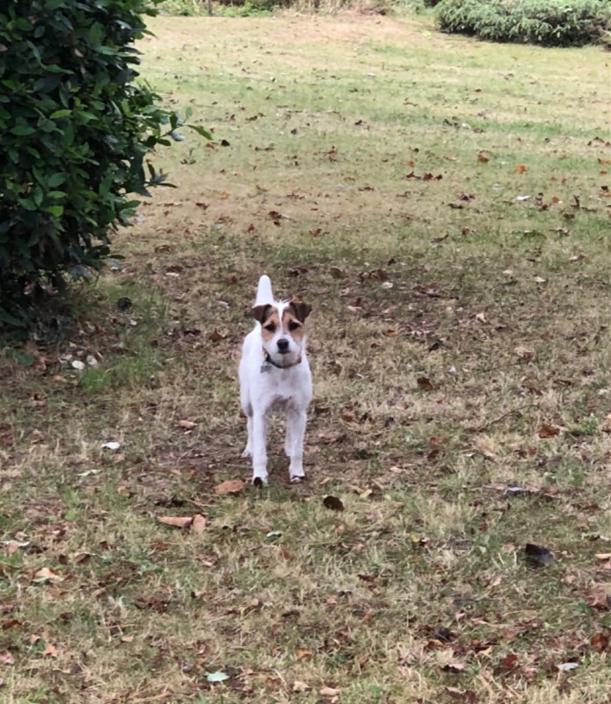 Les Parson Russell Terrier de l'affixe   of Spirit Mountain