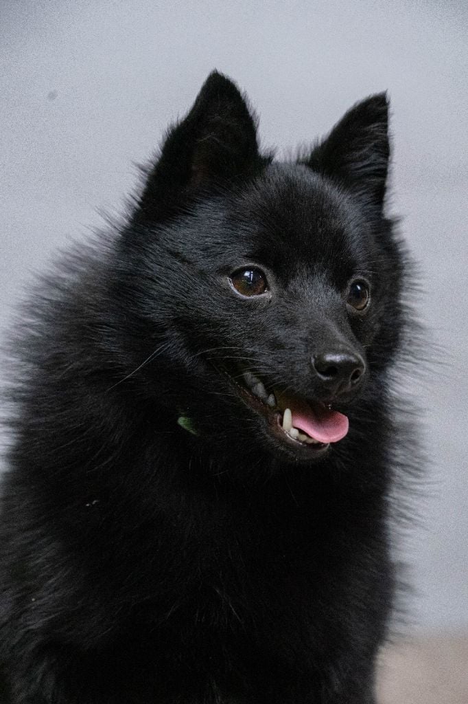 Les Schipperke de l'affixe   Des Charbonnay D'Artois