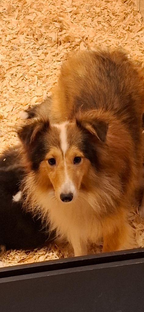 Les Shetland Sheepdog de l'affixe   Rosemary Marvin