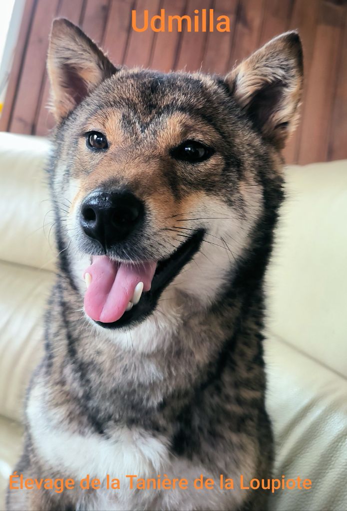 Les Shiba de l'affixe   De La Tanière De La Loupiote