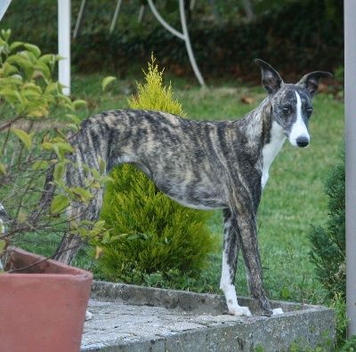 Les Whippet de l'affixe   du clos des Obiers