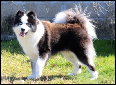 Ultimate fight L'eden Des Shokou