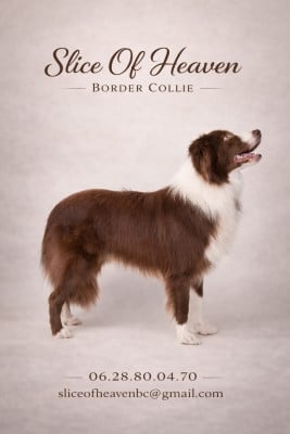 Urkan kleine draak van't vlassenhout