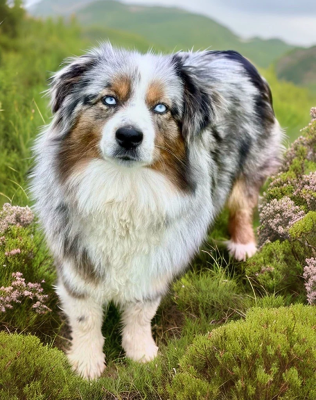 https://chiens-de-france.com/photo/chiens/2024_11/tn200/TN200_2026022720475369a1f4e9661ea.png