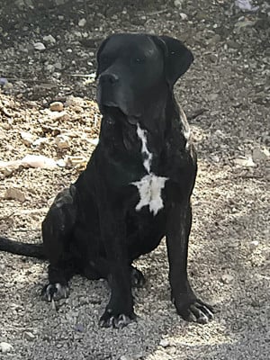 Tomahawk (Sans Affixe)